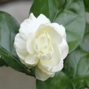 زهرتي