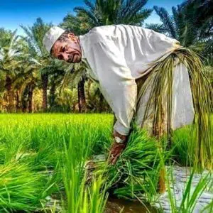 غريبة في أرض الصعيد