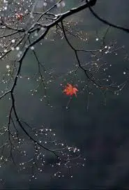 نداء العاصف